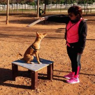 Circuit esportiu per a gossos en plàstic reciclat